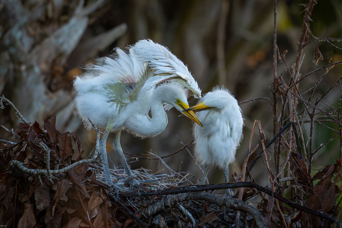 Brian ☀️🌏🌘 tweet media