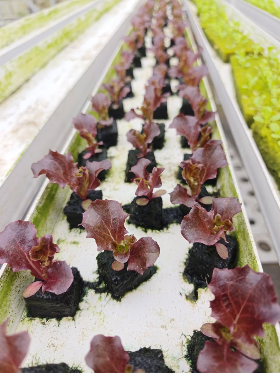 Bakul Selada tweet media