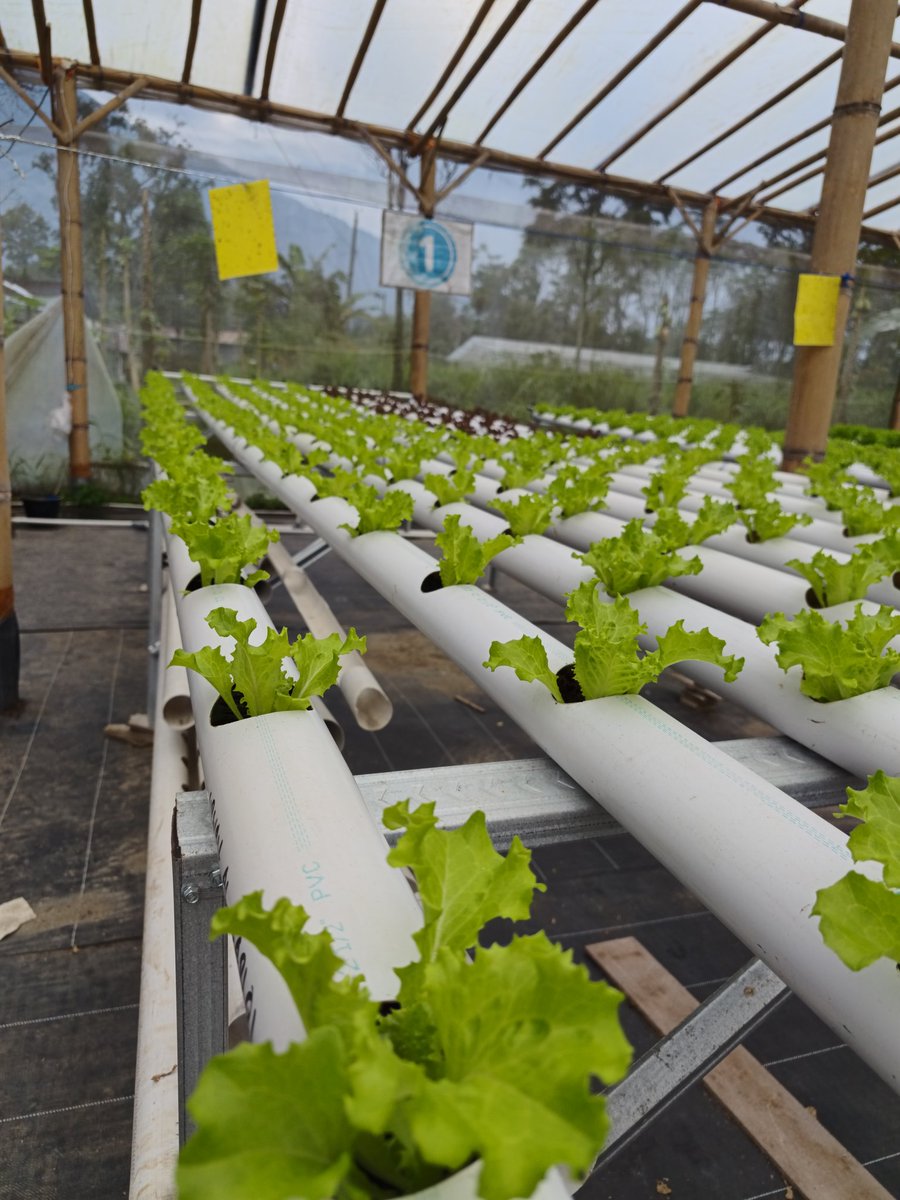 Bakul Selada tweet media