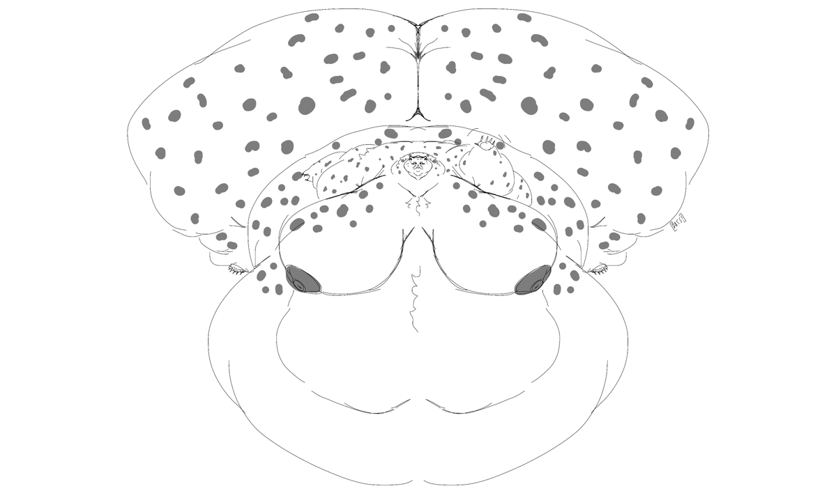 BATS! (Comms closed) tweet media