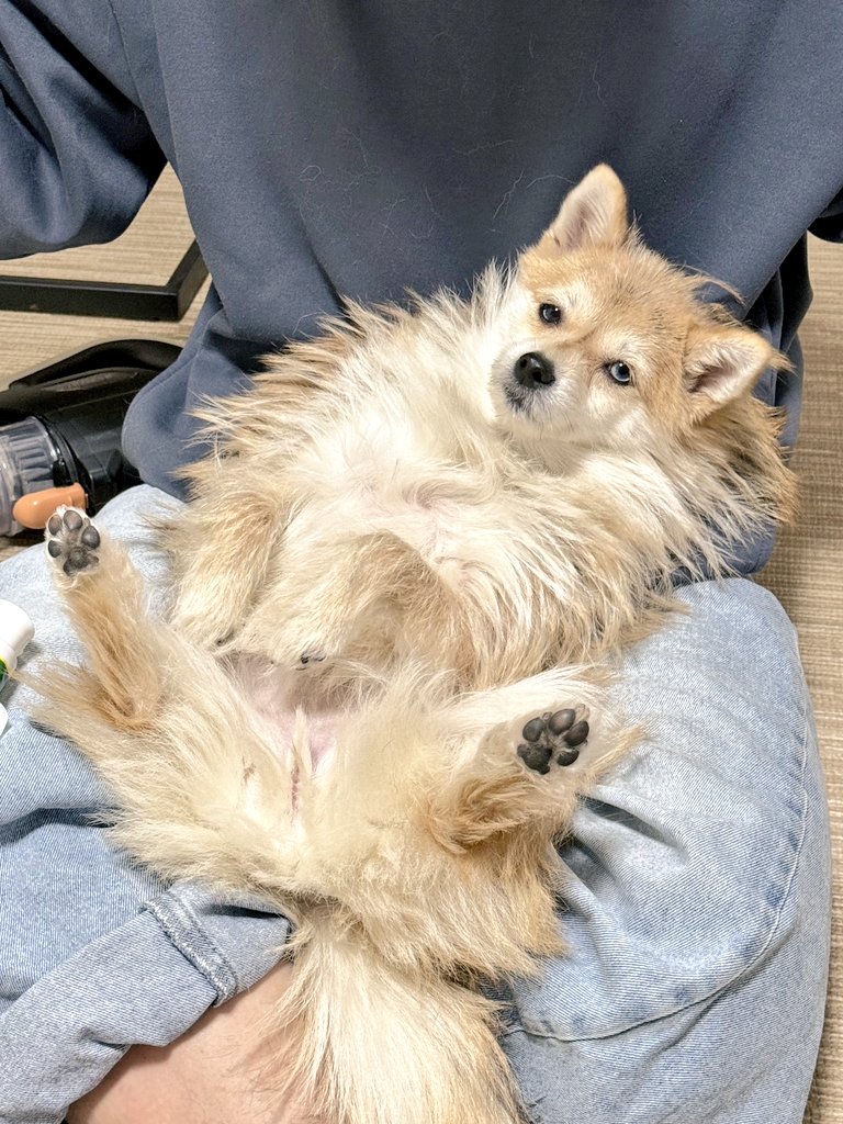 モリコフたなか tweet media