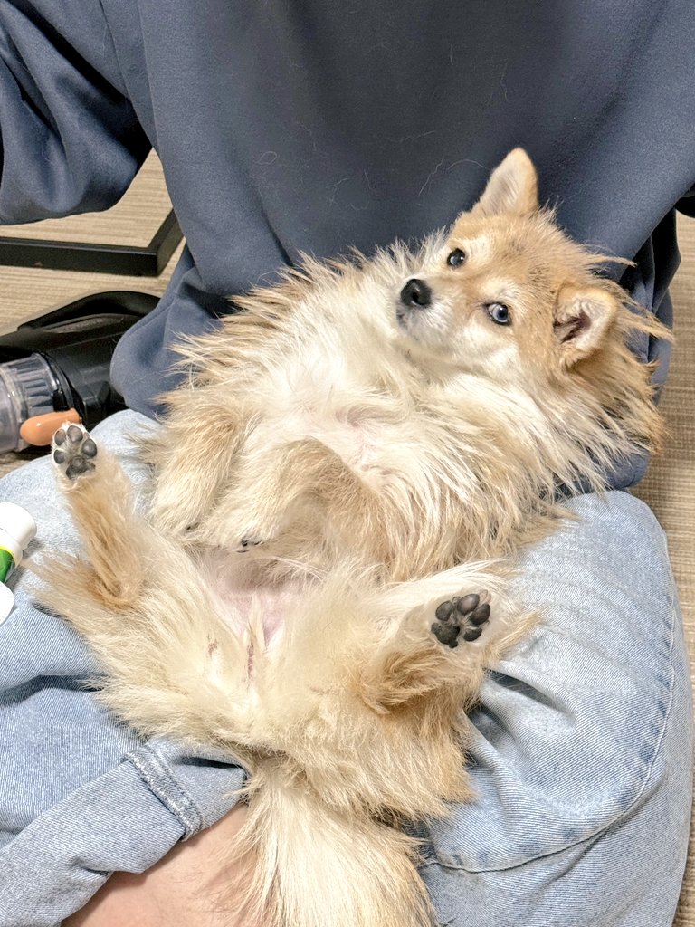 モリコフたなか tweet media