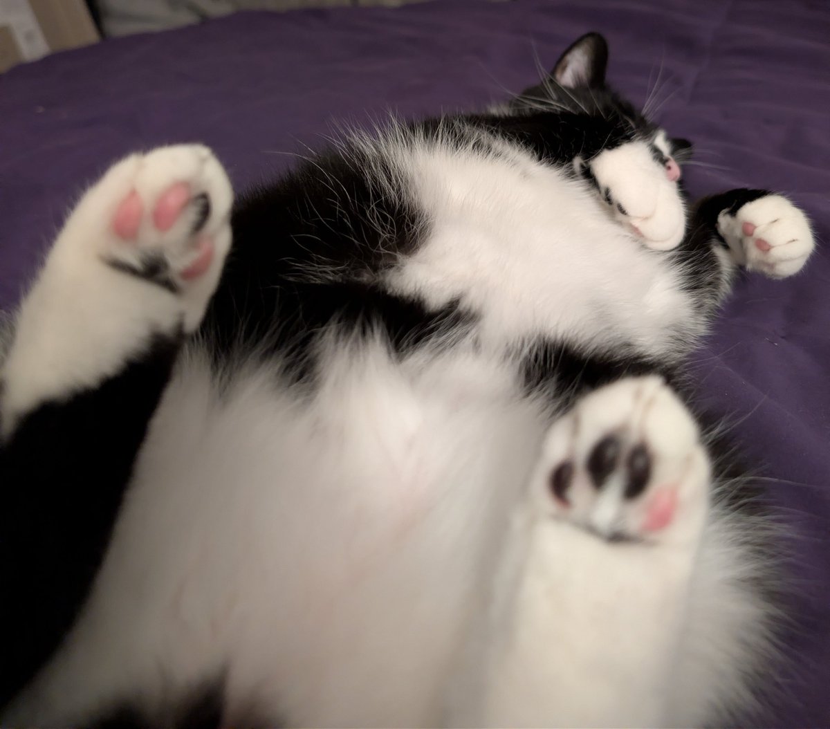 Riley Centrella tweet media