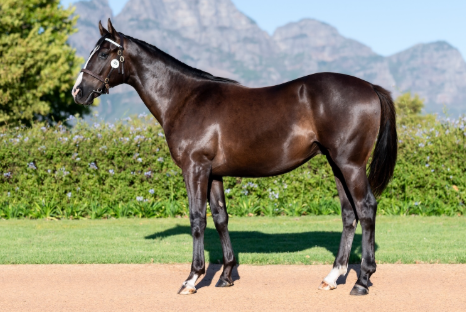 FreemanStallions tweet media