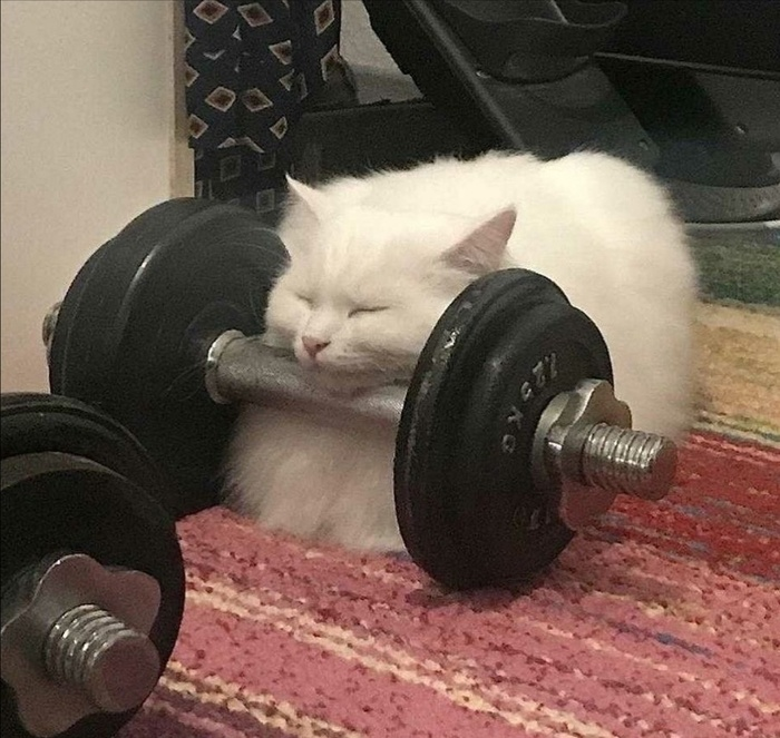 Половинка луны, меховые сыны tweet media