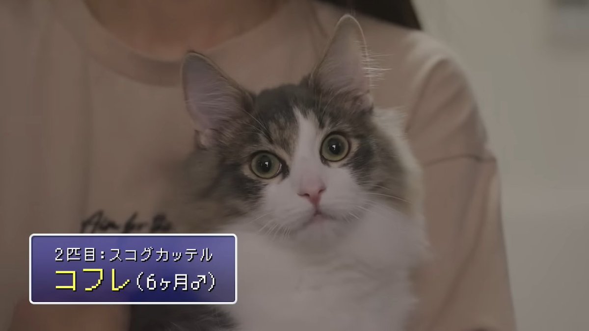 ライブドアニュース tweet media