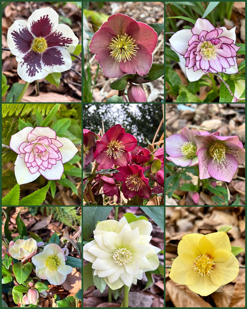 ilenagm's tweet photo. Today is a weather alert 🚨 day with strong winds and rain coming, so yesterday I took photos of my #Hellebore collection which are now all in bloom.❤️🔥🥰
#Flowers #Gardening #GulfOfMexico #Plants #Spring #FlowerReport #WeatherAlert https://t.co/Y8tjhtxMBA