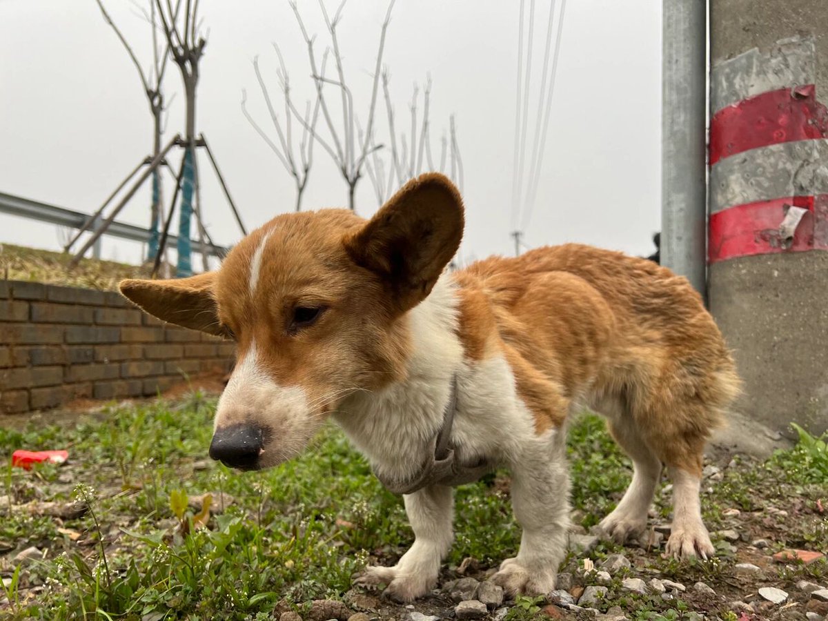 vitorgarciacarvalho tweet media