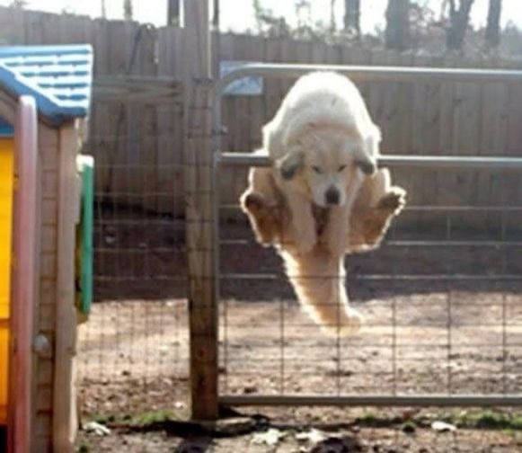 everything dogs 🐶 tweet media