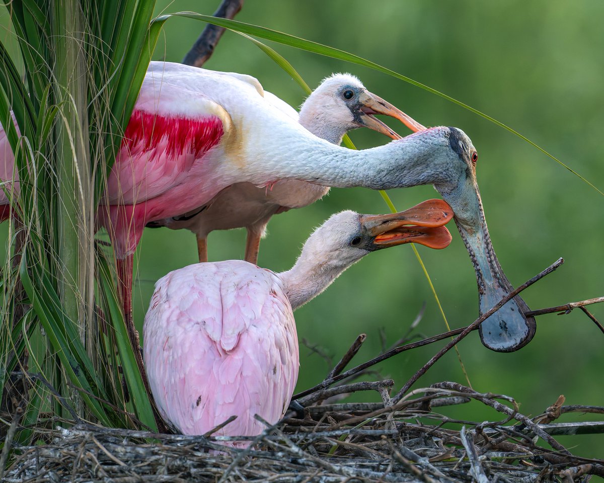 Brian ☀️🌏🌘 tweet media