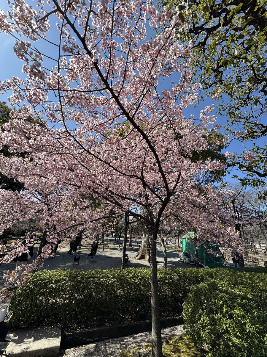 JolksP's tweet photo. Gland could see the cherry blossoms before I left. https://t.co/gwmoYaJM25