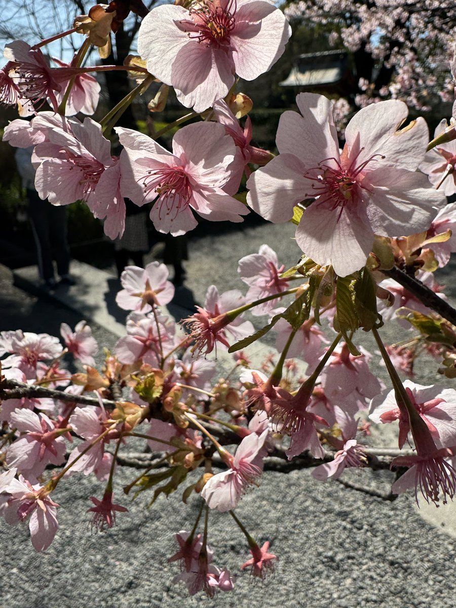 JolksP's tweet photo. Gland could see the cherry blossoms before I left. https://t.co/gwmoYaJM25