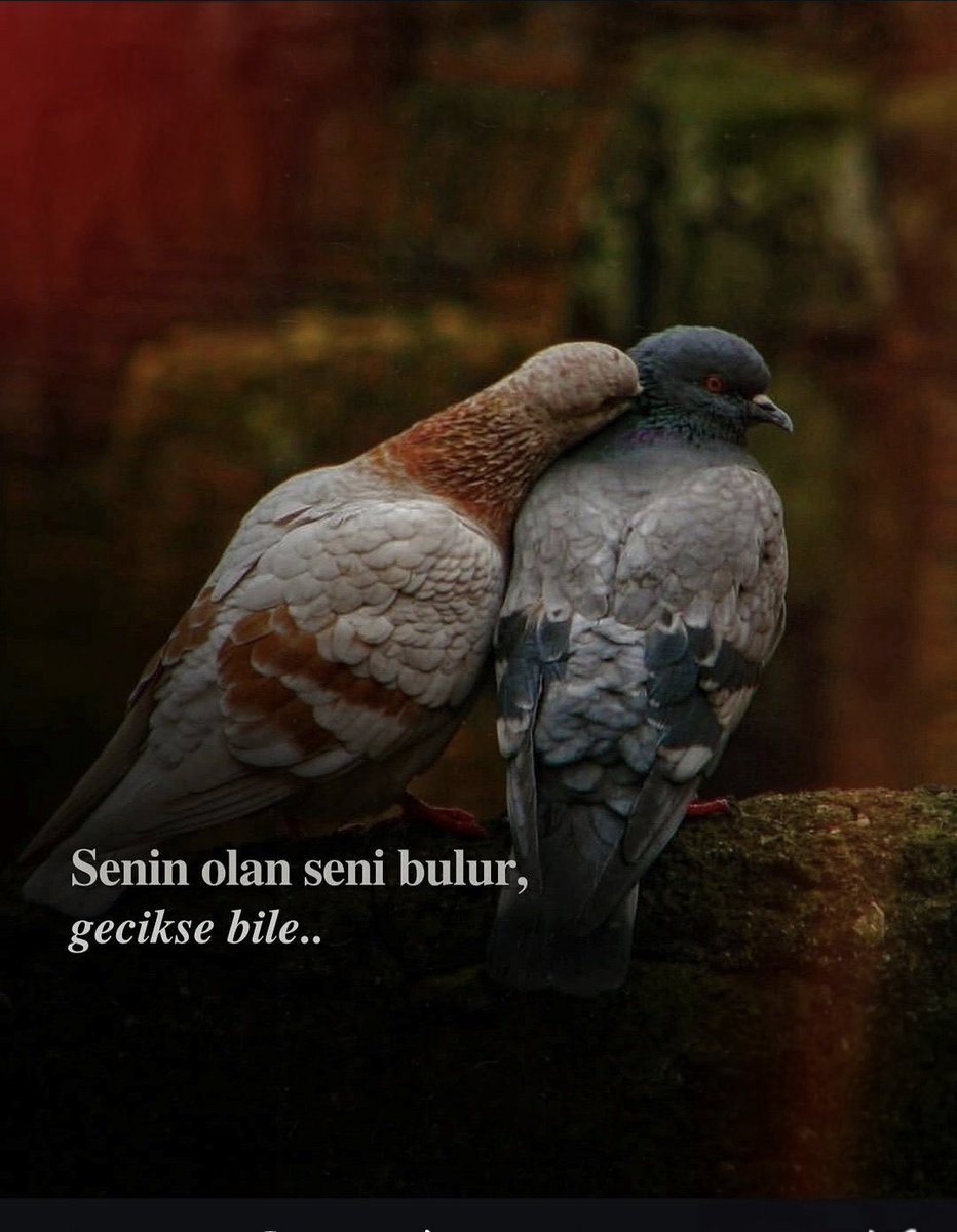 SERTAÇ (@sertacgss) on Twitter photo 