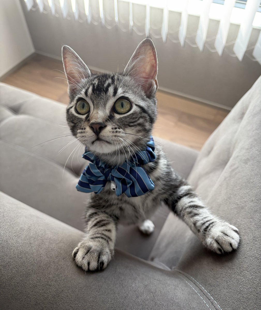 今日でこの世に生まれて5ヶ月になったよ！
すんごい似合う首輪を見つけたのでお願いしてつけてもらいました