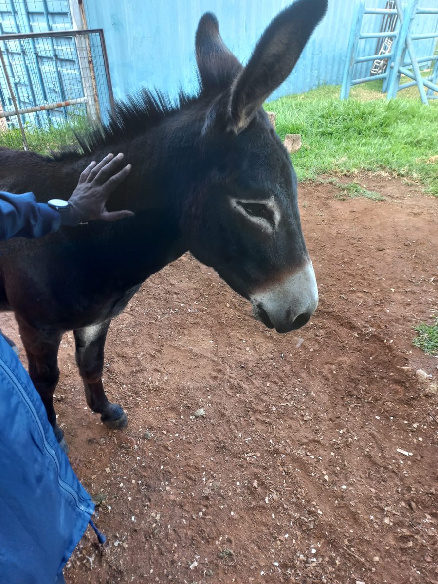 Johannesburg SPCA tweet media