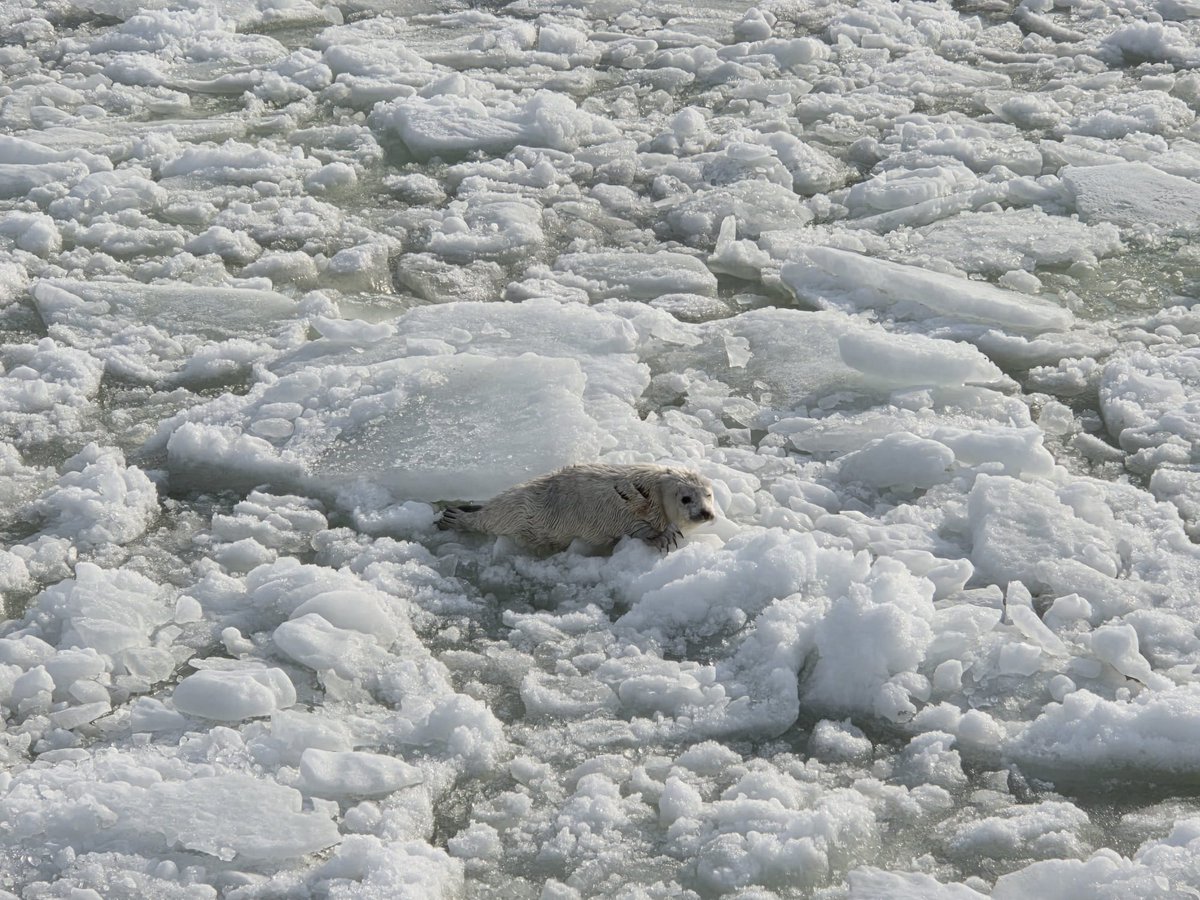 Merivartiosto - SLMV tweet media