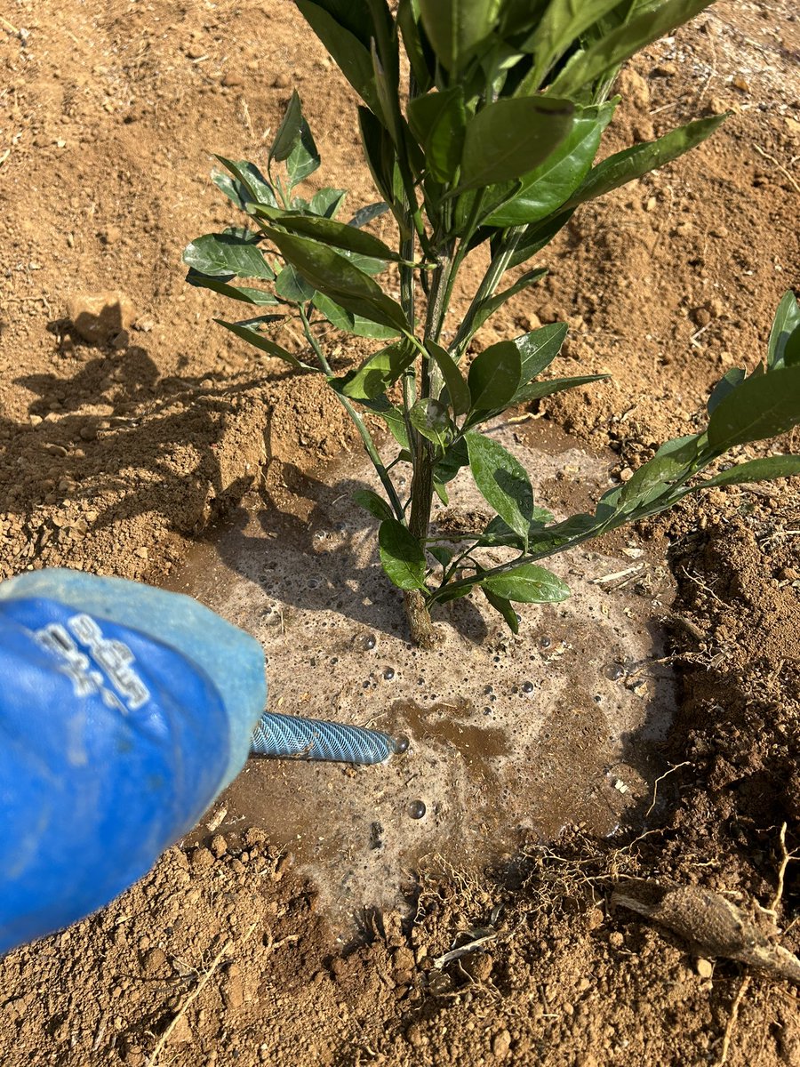 青島みかんの植付け作業開始‼️
今回は　植付け用穴　半径50cm位穴掘りから開始
穴に苗木を入れ　根を四方八方に広げて　半分くらい土を被せ上から出ている根を引き上げ土を被せる作業を繰返します。
最後に冠水ですが表面だけではなく奥の方迄しっかりとあげる為ホースを差し込んでタップリあげます。