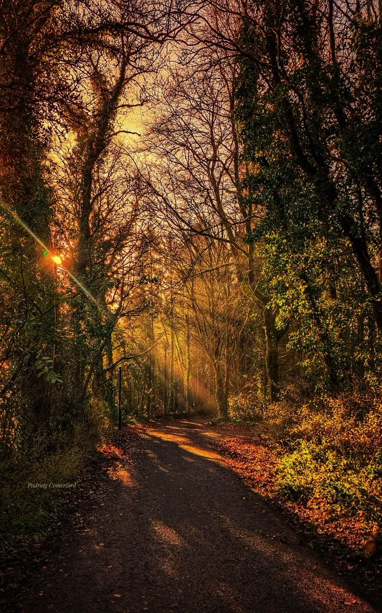 ThisIsIreland3's tweet image. Early morning light in the forest 🌳🌳

📍Jenkinstown Park, County Kilkenny Ireland ☘️

📸 Padraig Comerford 

#Kilkenny #Ireland #Sunlight #Jenkinstown #Forest #Morning