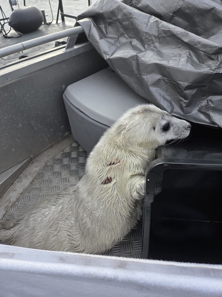 Merivartiosto - SLMV tweet media