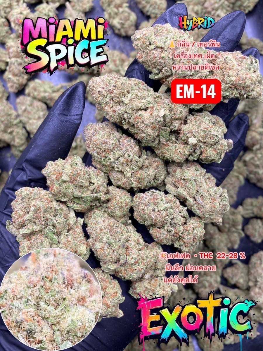 JADEGARDEN4200's tweet photo. MIAMI SPICE 🌶️🍋
Distinct aroma with spicy notes
Quality buds, beautiful flowers 🌿✨

Bangkok Delivery 🚚🚀

Order here 👇🏻✅
https://t.co/5VWxT2LFvl

#กัญชา #กัญชากรุงเทพ #BangkokCannabis https://t.co/Isn9RCd0II