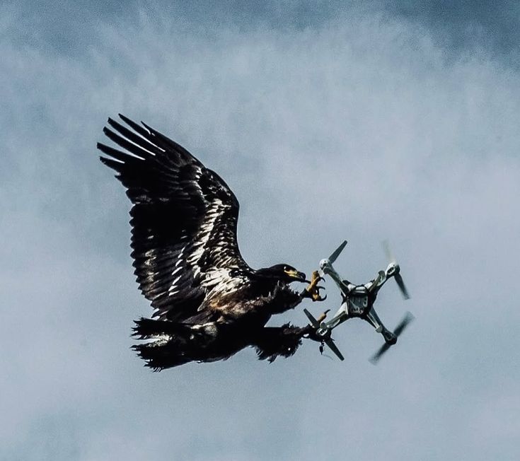 Vectorctrl tweet media