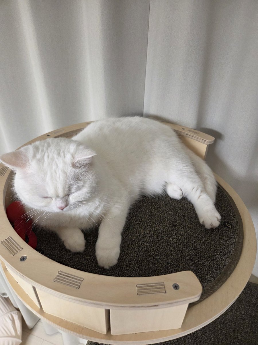 구름호빵이네 ₍˄·͈༝·͈˄₎◞ ̑̑ෆ tweet media