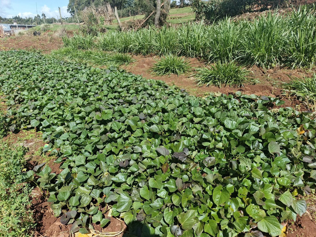 3E_Africa tweet media