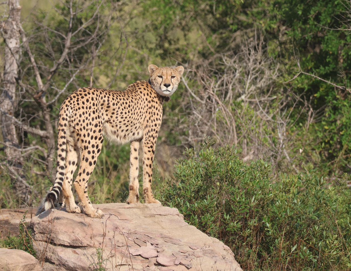 WildlifeACT tweet media