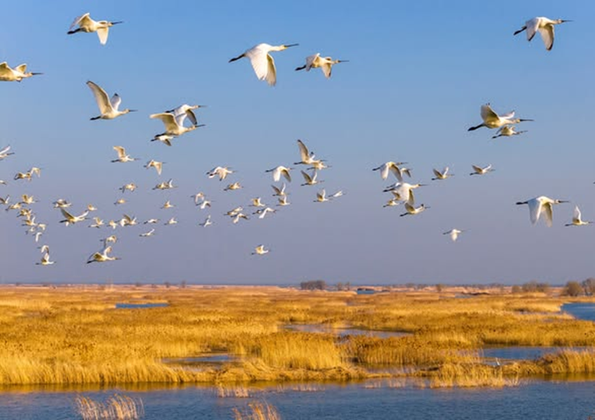 Chinese Embassy in Australia 中国驻澳大利亚大使馆 tweet media