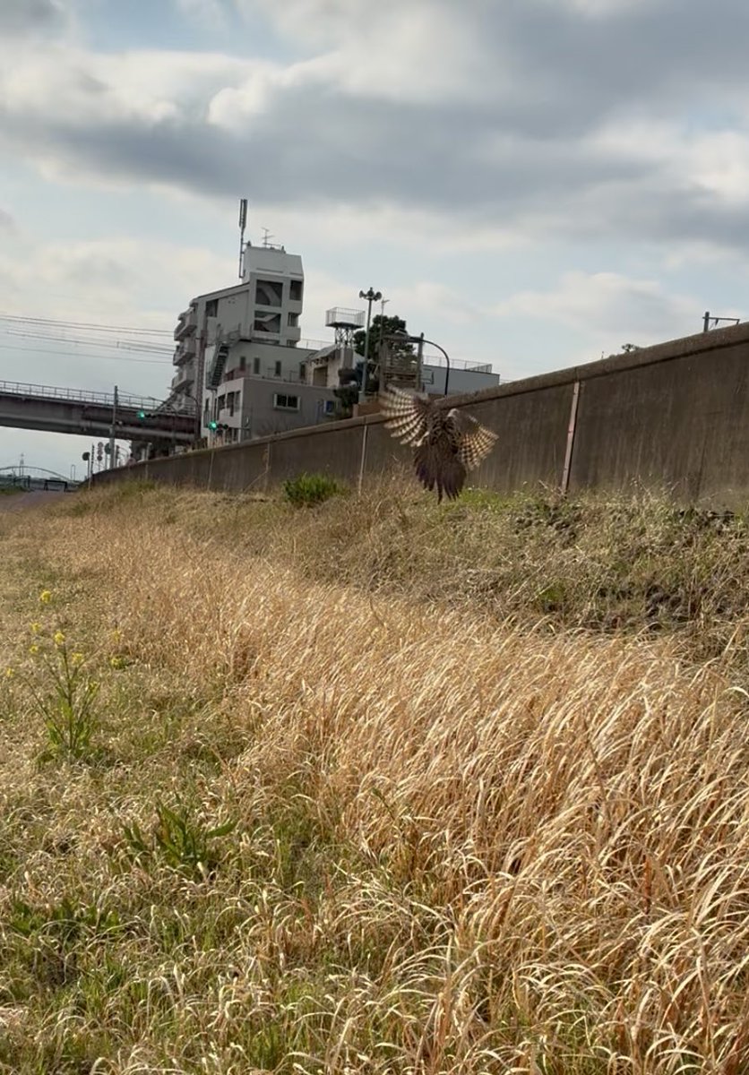 こはる改メ立川小春志(こしゅんじ) tweet media