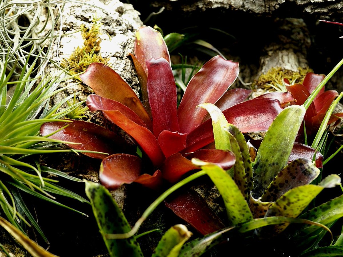 ブルーゲッコーラボ tweet media