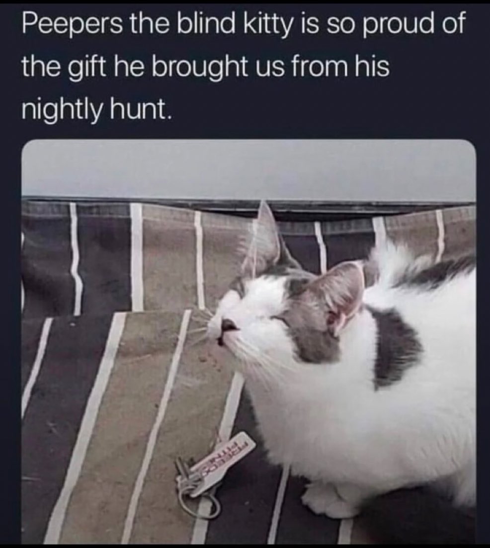 contents that ll heal your depression 🌻 (@catshealdeprsn) on Twitter photo 