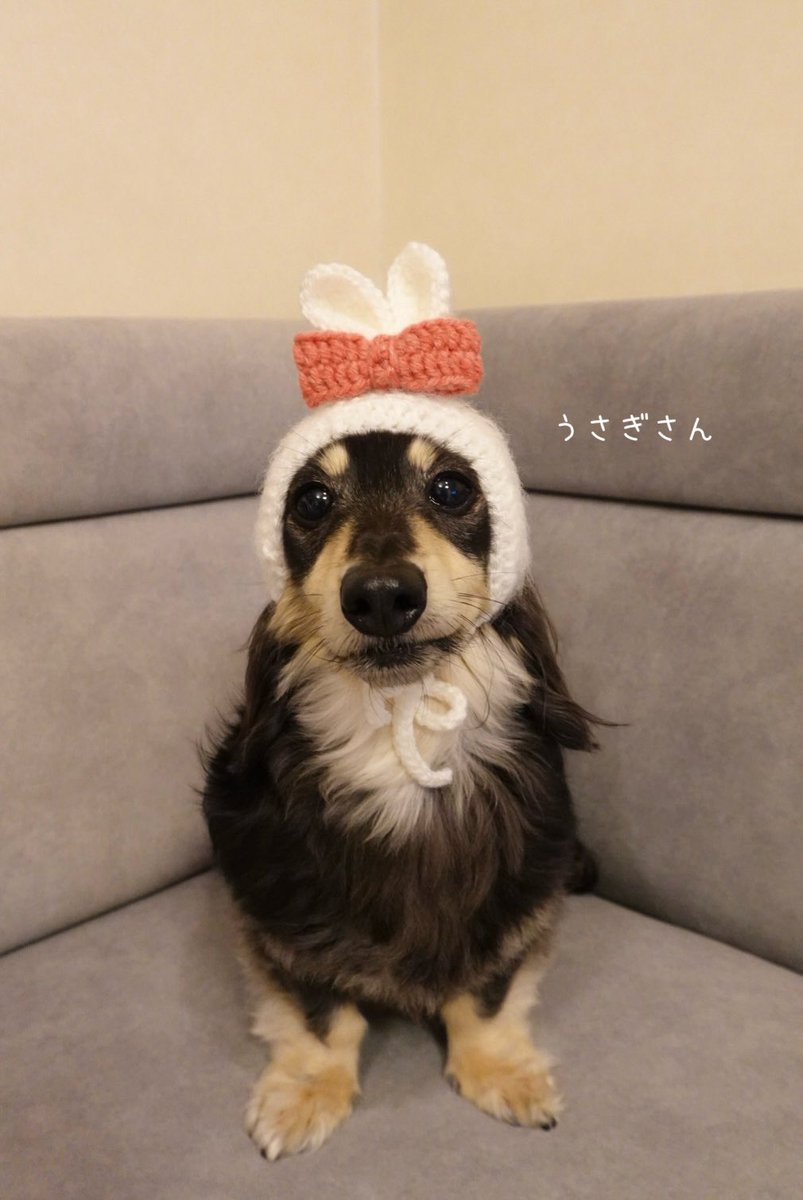 ダックスのまめ (@mame_o618) on Twitter photo 