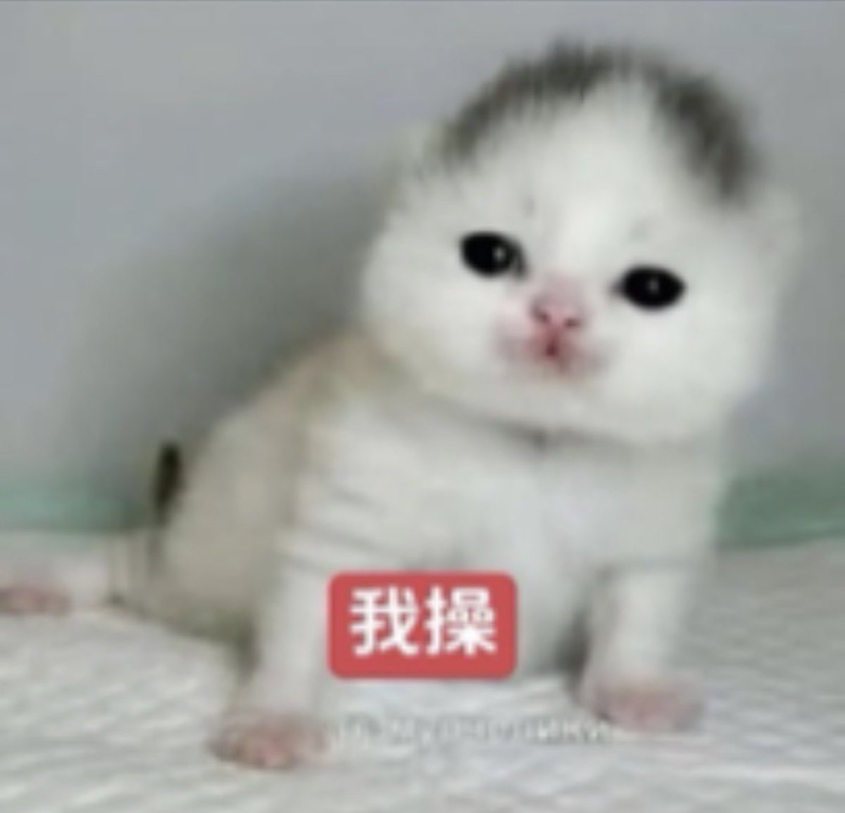 StructStack tweet media