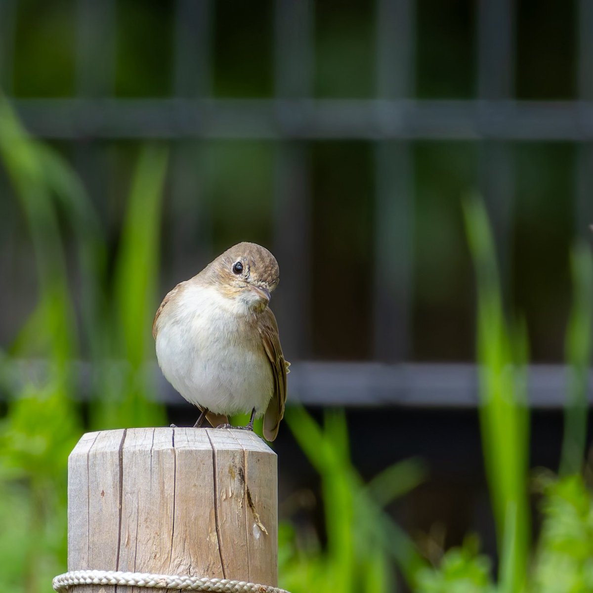 kiki_4_happy's tweet photo. ほんとかわいい…🥹

#ニシオジロビタキ
#野鳥写真 https://t.co/ueBDDw8dLz