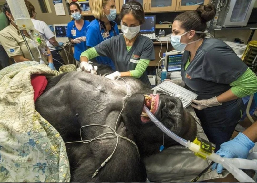 Bird-man25948 tweet media