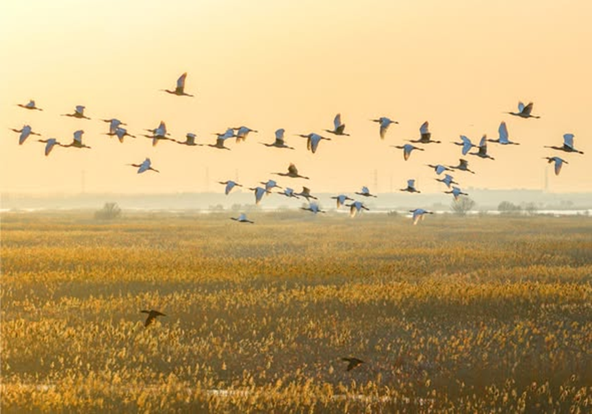 Chinese Embassy in Australia 中国驻澳大利亚大使馆 tweet media