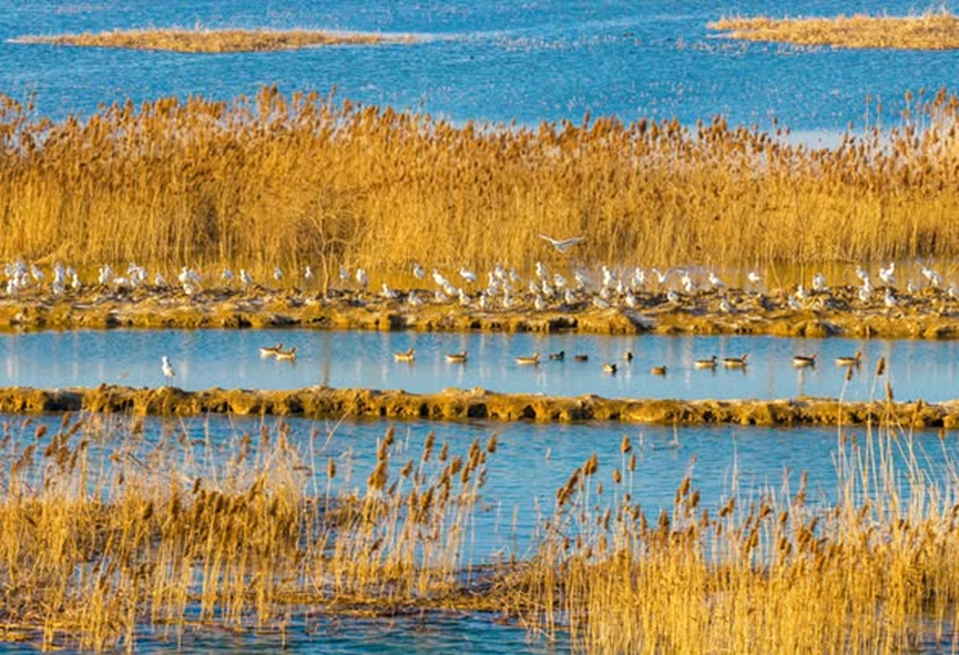 Chinese Embassy in Australia 中国驻澳大利亚大使馆 tweet media