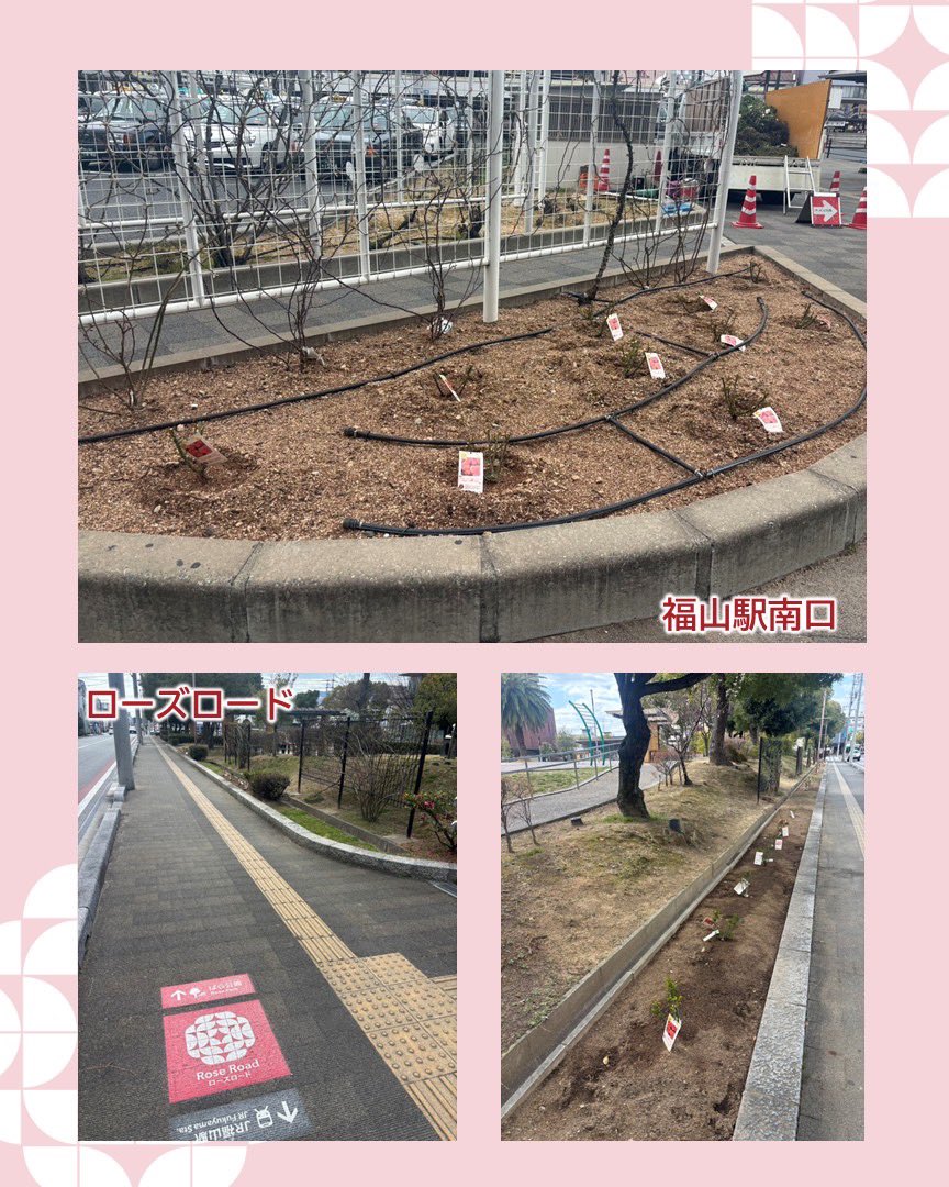 wrc2025fukuyama's tweet photo. #ばらのじかん
大会記念ばらの植栽が始まりました。
福山駅南口やばら公園、ローズロード沿いに植えられています🌹
5月の開花が楽しみです☺✨
\福山ばら祭2026・Rose Expo 2026/
📢2026年5月16日(土)・17日(日) 開催!
#福山市 #ばら #福山アンバサダー #ばらのまち福山 #Roseexpo https://t.co/kHtmQEKqXA