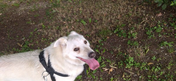 <a href="/NiallHarbison/">Niall Harbison</a> 💙💙💙💙 Stormzy 💙💙💙💙
Just wow, amazing. No words can describe this.

I find life is very tough, but stories like this, bring so much light to this cruel world. It's a bit like a fairytale.

We rescued also a dog, named Timo. He had no one to fed him, was completely alone, he