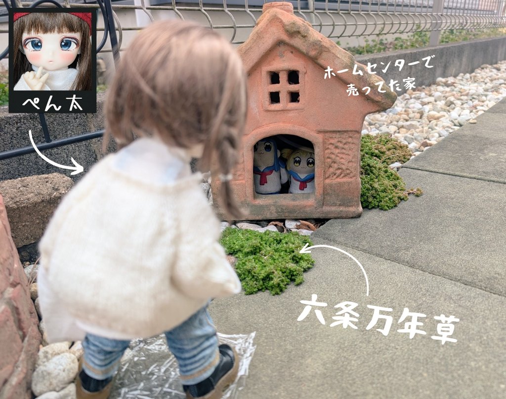 #ウチのコ園芸
　#うちのこかわいい
本日『ウチのコ園芸』デビュー⭐️

いい感じの📷が撮れた時にポストしたいと思います☺️
🌱これは自生している #六条万年草 セダム 
※私調べ

🐧【パトロール中に何かを発見👮】