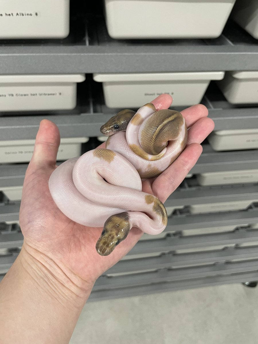 δ7Ballpython tweet media