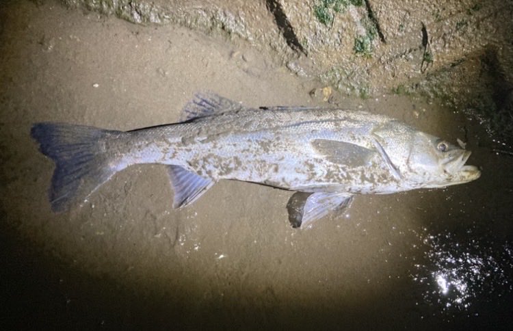 shiro☆pro tweet media