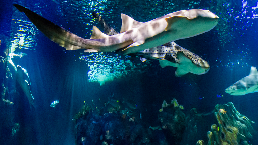 Sunset Beach Club tweet media