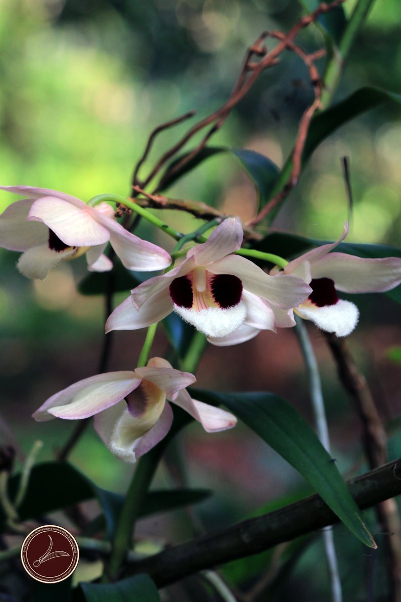 ความสง่างามที่มาพร้อมกลิ่นหอมรัญจวน... "เอื้องช้างน้าว" กล้วยไม้อิงอาศัยขนาดใหญ่ที่ลำต้นสูงตระหง่านได้ถึง 2 เมตร 🌸 หนึ่งในอัญมณีทางธรรมชาติที่บ่งบอกถึงความอุดมสมบูรณ์ของป่าไทย
​#กล้วยไม้ #เที่ยวไทย #ธรรมชาติ #เอื้องช้างน้าว #กรมอุทยานแห่งชาติ