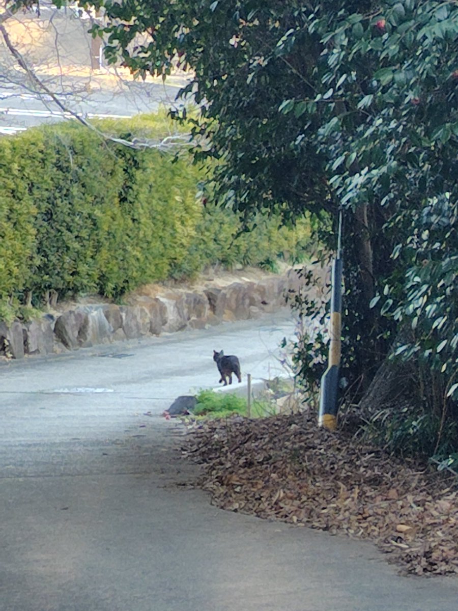 今日のお散歩ねこウォッチ