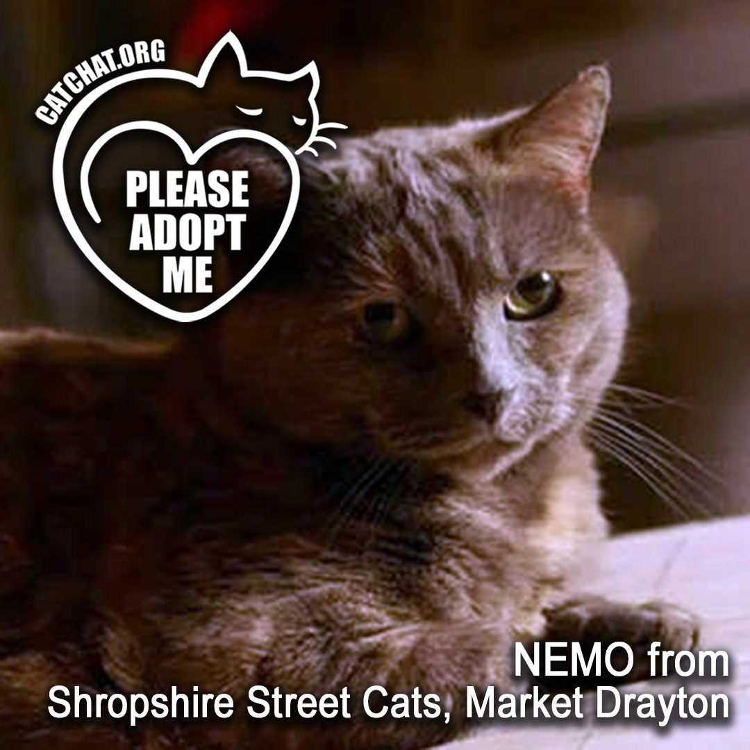 Cat Chat tweet media