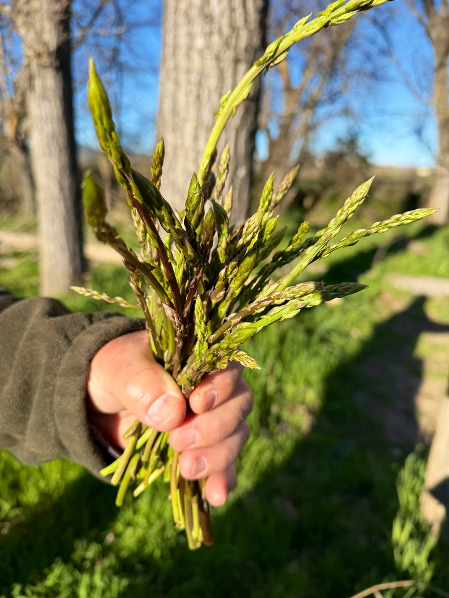 Alvaro Señán tweet media