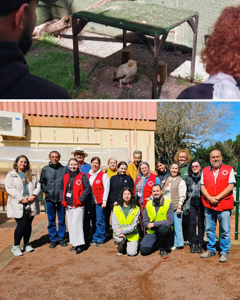 Cruz Roja Las Palmas tweet media