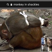 Simulator di tutti i Simulatori tweet media